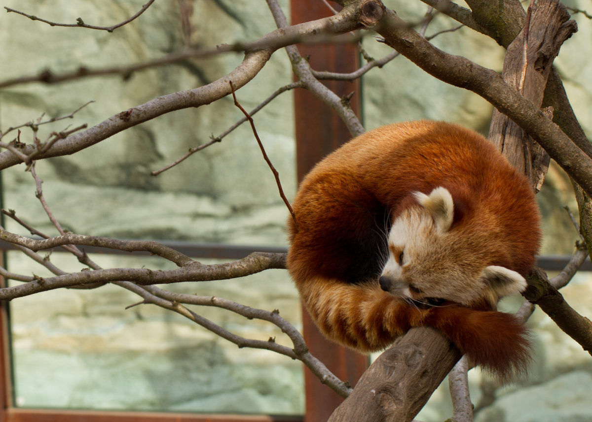 Smithsonian National Zoo